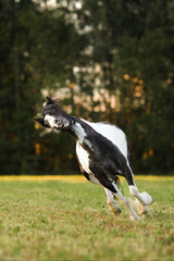 A black and white pony runs on a green meadow on a ranch at sunset time. blur forest background