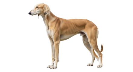 Isolated tan Saluki dog standing looking left in studio, purebred sighthound breed
