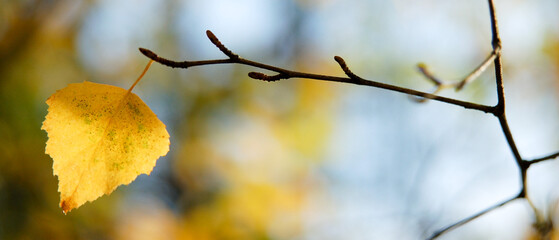 Dernière feuille jaune en automne sur une branche, format bannière