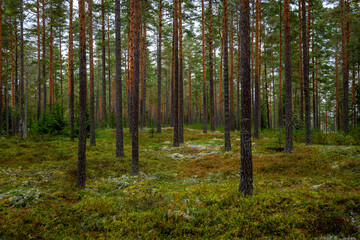 Obraz premium Magical fairytale pine tree forest in autumn forest therapy and stress relief