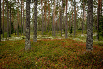 Magical fairytale pine tree forest in autumn forest therapy and stress relief