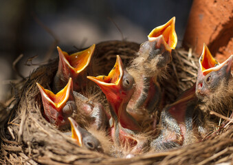 Fieldfare (Turdus pilaris) chicks in the nest.
