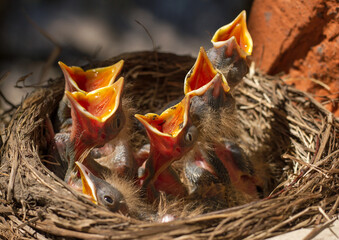 Fieldfare (Turdus pilaris) chicks in the nest.