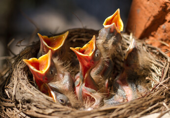 Fieldfare (Turdus pilaris) chicks in the nest.