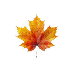 Fototapeta premium Vibrant Autumn Maple Leaf on Black Background