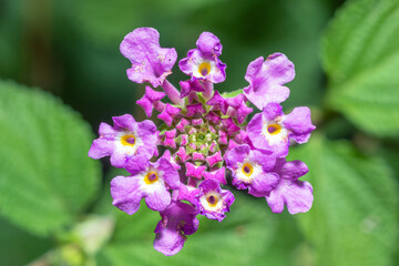 Selective focus on a Creeping Lantana flower, Lantana Montevidensis