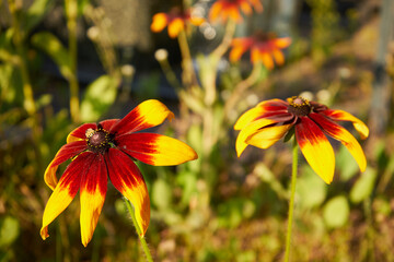Dzielżan, Helenium L., kwiat