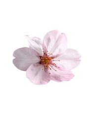 Naklejka premium Bright pink flowers in spring on a white background