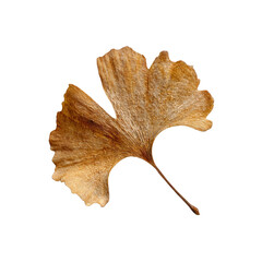 Naklejka premium Dried Ginkgo Biloba Leaf on Black Background