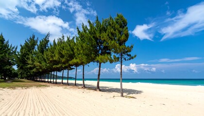 Fototapeta premium Beautiful Tropical Beach with Pine Trees and Blue Sky.