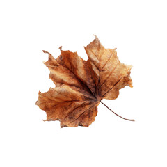 Fototapeta premium Single Dried Brown Maple Leaf on Black Background