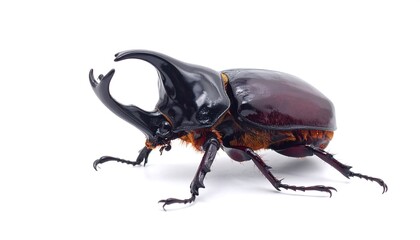 Large beetle profile against white