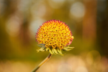 Dzielżan, Helenium L., kwiat