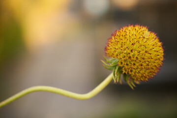 Dzielżan, Helenium L., kwiat