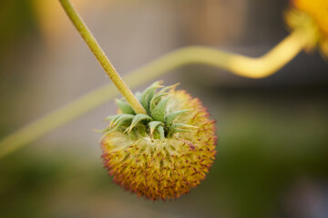 Dzielżan, Helenium L., kwiat