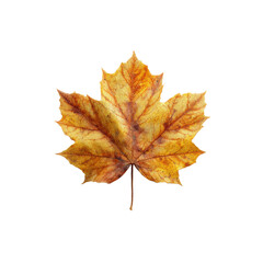 Fototapeta premium Single Dried Autumn Maple Leaf on Black Background