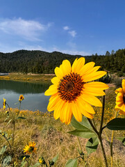 Close up of a yellow flower and beautiful Grindstone Lake in background, Ruidoso New Mexico