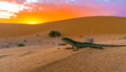 Lizard in desert sunset