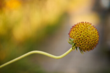Dzielżan, Helenium L., kwiat