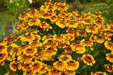 Dzielżan, Helenium L., kwiaty