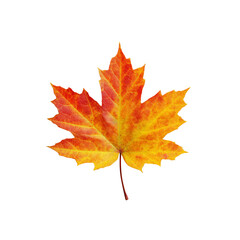Fototapeta premium Vibrant Autumn Maple Leaf Isolated on Black Background