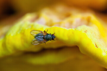 Fly brown Blowfly sitting on yellow mushroom, top view