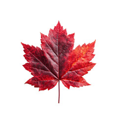Vibrant Red Maple Leaf Isolated on Black Background