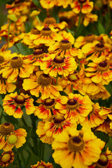 Dzielżan, Helenium L., kwiaty © Marcin Łazarczyk