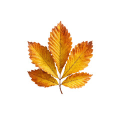 Fototapeta premium Vibrant Autumn Horse Chestnut Leaf on Black Background