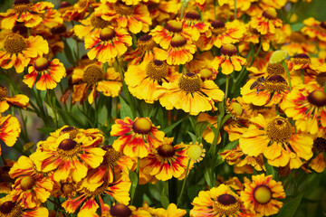 Dzielżan, Helenium L., kwiaty