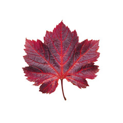 Single Crimson Autumn Leaf on Black Background