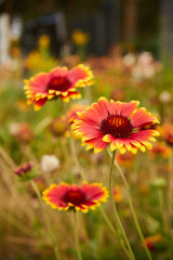 Dzielżan, Helenium L., kwiat © Marcin Łazarczyk