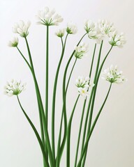 Fototapeta premium A splendid arrangement of delicate white flowers with long green stems against a soft background, embodying natural elegance.