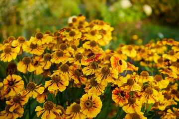 Dzielżan, Helenium L., kwiaty