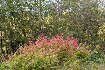 euonymus europaeus shrub in forest, pink autumn foliage, wild spindle bush