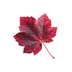 Fototapeta premium Single Crimson Maple Leaf Isolated on Black Background