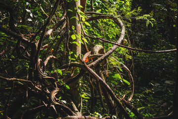 vines, natural forest plants, quiet, no one
