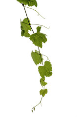 vine leaves
