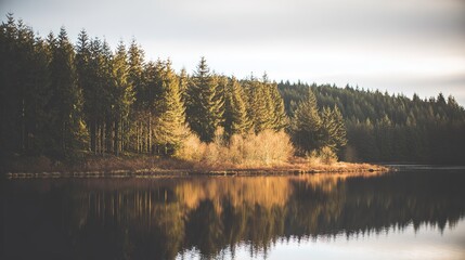 鏡。木々の間から差し込む黄金色の陽光の下、静かな湖面に映る静かな森の風景。