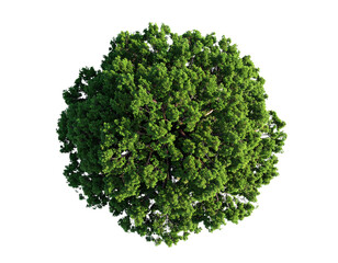 Obraz premium Minimalist single green tree isolated on transparent background PNG