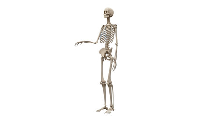 Isolated Skeleton standing up, anatomical skeletal human system with arm outstretched, life science