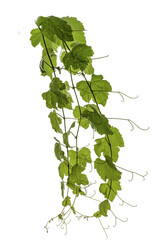 vine leaves