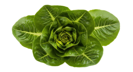 Isolated close-up of organic romaine lettuce head with symmetrical fresh leaves; healthy food