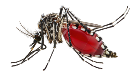 Isolated Aedes aegypti mosquito, full of blood after biting a host for disease transmission