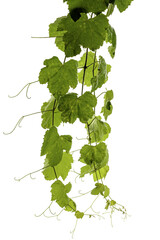 vine leaves