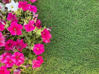 A beautiful pink petunia flower bed in a spring garden, A beautiful pink petunia flower bed in a spring garden