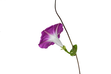 violet flower