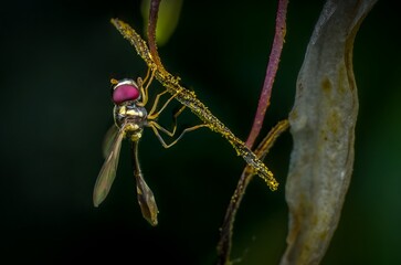 Baccha elongata is present in most of Europe[4] and in North America. Common and widely distributed throughout Britain and Ireland wherever there is suitable habitat though easily overlooked due to it