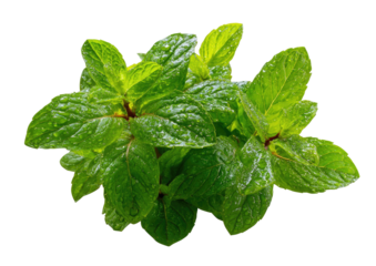 Close-up of fresh mint leaves, wet with dew drops