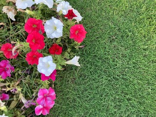 A beautiful pink petunia flower bed in a spring garden, A beautiful pink petunia flower bed in a spring garden